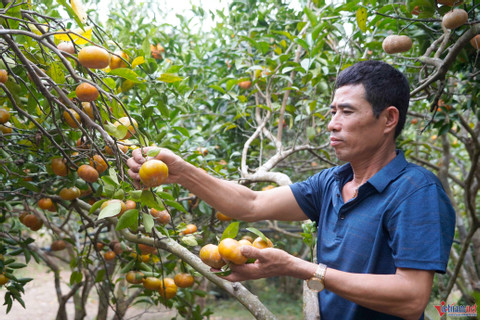 Không còn phụ thuộc thương lái, người trồng cam Vân Đồn thu tiền triệu mỗi ngày