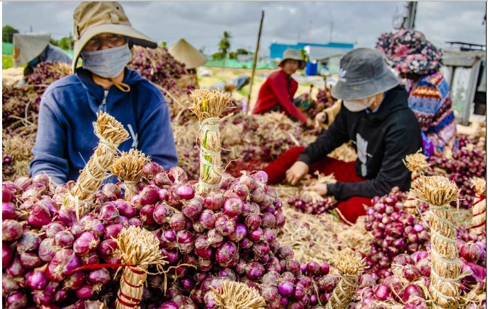 'Ông lớn' bán lẻ Thái Lan mách chiêu giúp người Việt bán hành củ giá cao