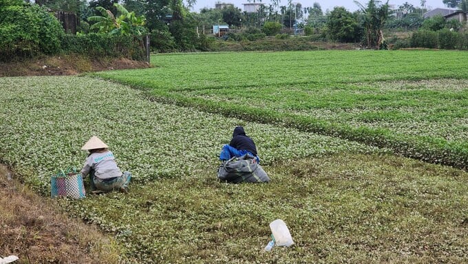 Xuyên đêm thu hoạch rau má chạy lũ tại Thừa Thiên Huế